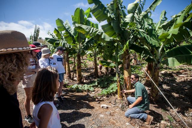 Banana Farm Tour