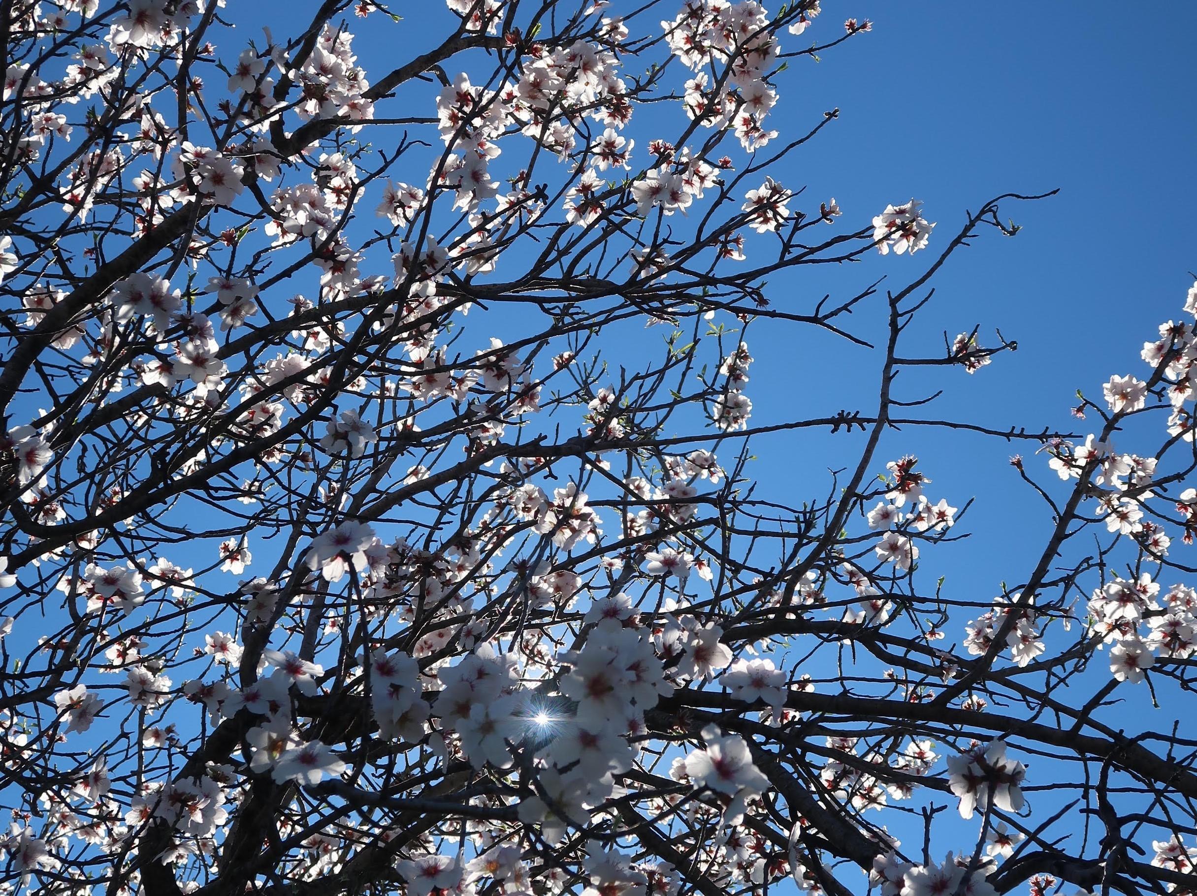 Private Hike during Almond Blossom